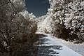 Français : Voie verte, Reynès (Pyrénées-Orientales, Languedoc-Roussillon, France) photographiée avec un filtre infrarouge 720 nm. Català: Via verda, Reiners (Pirineus Orientals, Llenguadoc-Rosselló, França) fotografiadat amb un filtre infraroig 720 nm. Español: Vía verde, Reynès (Pirineos Orientales, Languedoc-Rosellón, Francia) fotografiada con un filtro infrarrojo 720 nm.