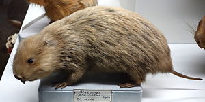 Gray bamboo rat (Rhizomys sumatrensis, stuffed specimen)