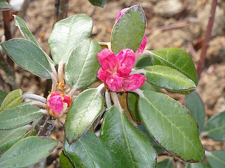 Tập_tin:Rhododendron_cruentum_-_University_of_Copenhagen_Botanical_Garden_-_DSC07627.JPG