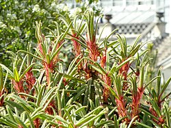 Rhododendron strigillosum - University of Copenhagen Botanical Garden - DSC07603.JPG