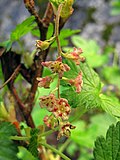 Ribes acerifolium (maple-leaf currant).jpg