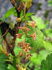 Ribes acerifolium (توت برگ افرا) .jpg