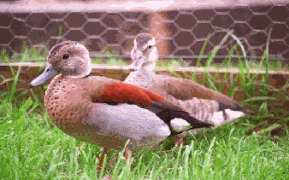 Ringed teal.gif