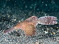 Robust ghost pipefish (Solenostomus cyanopterus) (44109849720).jpg
