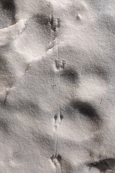 File:Rodent Tracks - Oslo, Norway 2021-01-18 (01).jpg