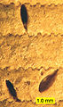 Rogerella in a crinoid stem, Matmor Formation (Jurassic), Israel.