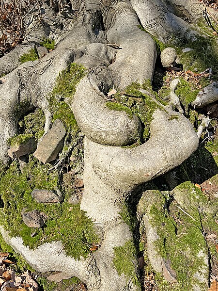 File:Root knot of a beech tree.jpg