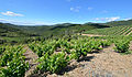 * Nomination Hills and vineyards from the Col du Bac. Roquebrun, Hérault, France. Haut-Languedoc Regional Natural Park. Haut-Languedoc Regional Natural Park. --Christian Ferrer 19:59, 28 June 2013 (UTC) * Withdrawn Just about ok. --Mattbuck 17:56, 3 July 2013 (UTC) Sorry for the lost time, I'm sometime going too fast with my nominations --Christian Ferrer 17:28, 4 July 2013 (UTC)