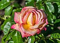 * Nomination Rosa 'Sheila's Perfume' in Dunedin Botanic Garden, Dunedin, New Zealand. --Tournasol7 14:12, 20 June 2018 (UTC) * Promotion  Support Good quality.--Agnes Monkelbaan 17:36, 20 June 2018 (UTC)