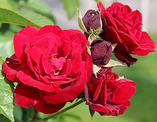 <i>Rosa</i> Europeana Dark red rose cultivar