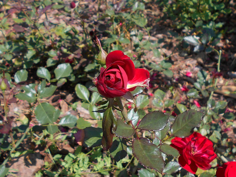 File:Rosa Mariandel 2018-07-10 5571.jpg