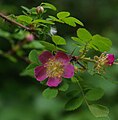 Rosa gymnocarpa