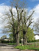 Black locust