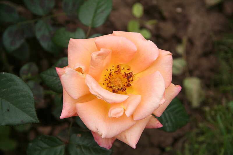 File:Rose Peacekeeper 20070601.jpg