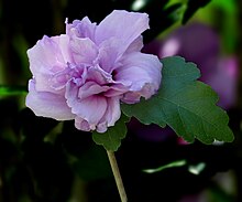 My Nice Garden Hibiscus Syriacus Purple Rose Of Sharon With