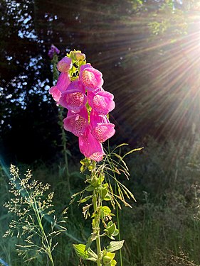 Die Blüten des roten Fingerhutes und die Sonnenstrahlen des Nachmittags