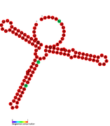 RsaF: Secondary structure of RsaF. Rfam family RF01858