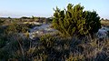 Sabina de las dunas (Juniperus turbinata) en peligro de extinción.