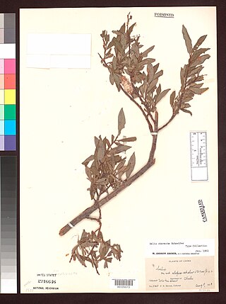 <i>Salix characta</i> Salix characta common name