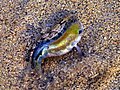 Thumbnail for Death Valley pupfish