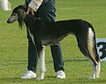 Saluki, Fringed, black & tan