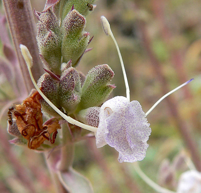Salvia apiana 4.jpg