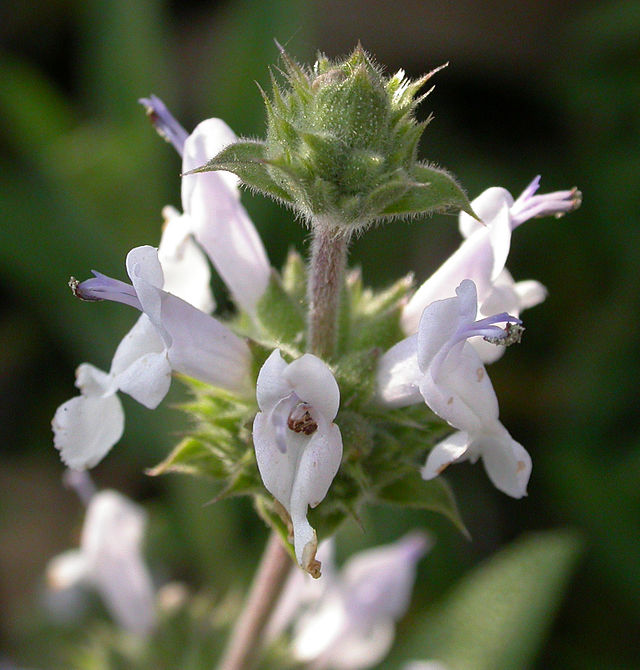 Salvia apiana — Wikipédia