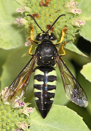 <i>Bicyrtes quadrifasciatus</i> Species of wasp