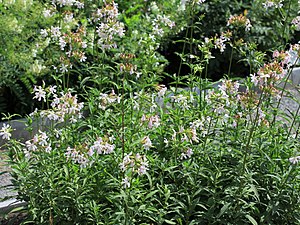 A blooming clump at the Prague Botanical Garden Saponaria officinalis Prague 2011 1.jpg