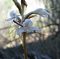 Satyrium membranaceum South Africa Southern Cape