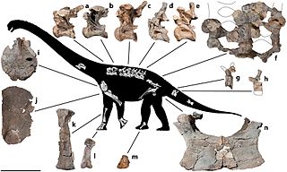 <i>Savannasaurus</i> Extinct genus of dinosaurs