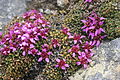 Saxifraga retusa