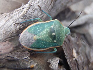 <i>Chlorochroa sayi</i> Species of true bug