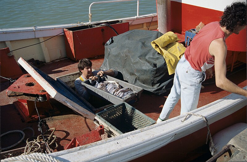 File:Scènes de retour de pêche - Déchargement du poisson (6).jpg