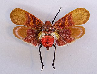 <i>Scamandra</i> Genus of planthoppers