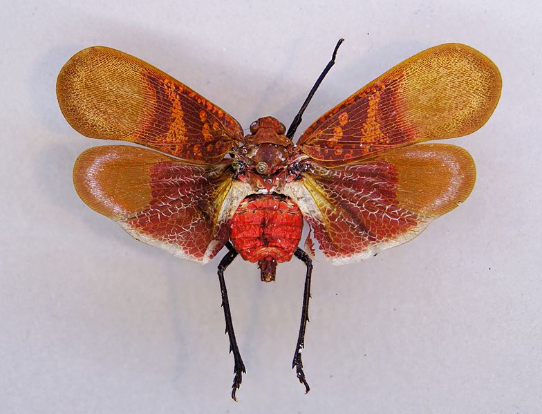 File:Scamandra rosea TPopp.jpg