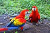 Guacamaya Roja (Ara macao) -Panama-8a.jpg