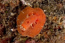 Sclerodoris tuberculata in Bali 2015-09-16.jpg