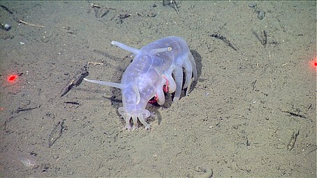 This deep water sea cucumber, a sea pig, is the only echinoderm that uses legged locomotion.
