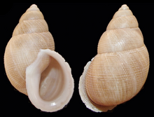 Paratype Scutalus mariopenai shell 2.png