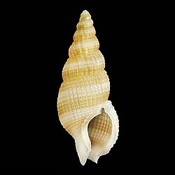 Seashell Antillophos miculus.jpg