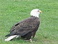 Seattle-eagle.jpg