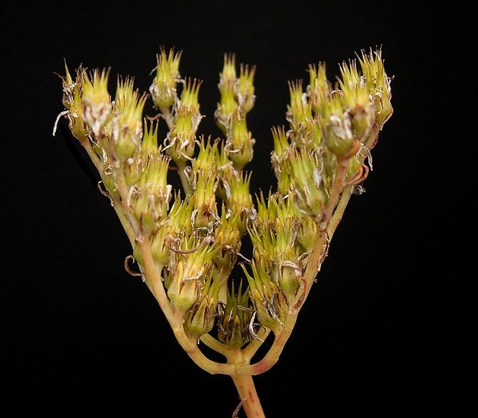 File:Sedum rupestre 07 ies.jpg