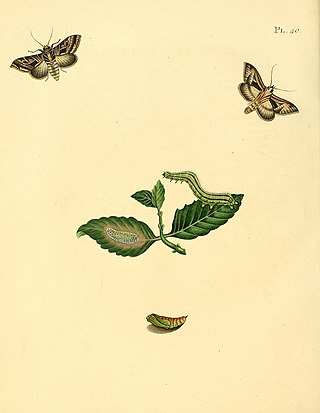 <i>Enigmogramma</i> Genus of moths