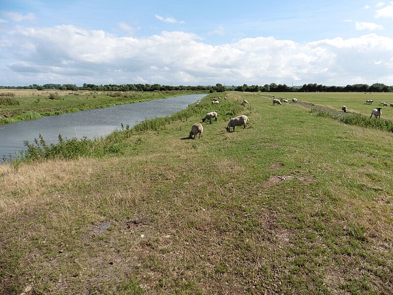 File:Sheep grazing on the river bank - geograph.org.uk - 5066874.jpg