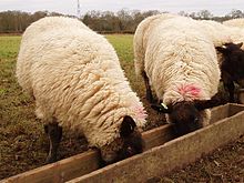[1] Schafe an einem Futtertrog
