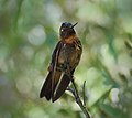 * Nomination Shining Sunbeam (Aglaeactis cupripennis) seen near Inqa Waqanqa, Cajacay district, Peru --Cbrescia 22:43, 5 November 2022 (UTC) * Decline  Oppose poor technical quality --Charlesjsharp 23:48, 5 November 2022 (UTC)