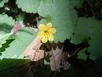 Sibthorpia peregrina