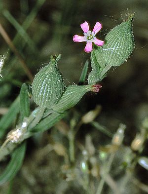 Cone-fruited catchfly (Silene conica)