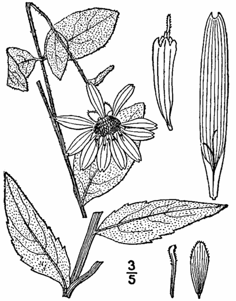 File:Silphium asteriscus-linedrawing.png